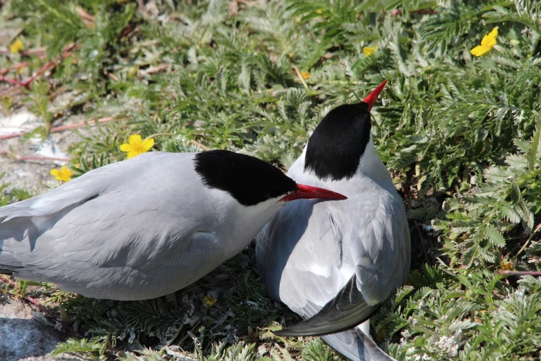 a couple of birds that are standing in the grass, by Hans Fischer, flickr, hurufiyya, both have red lips, cuddling, on the coast, greys