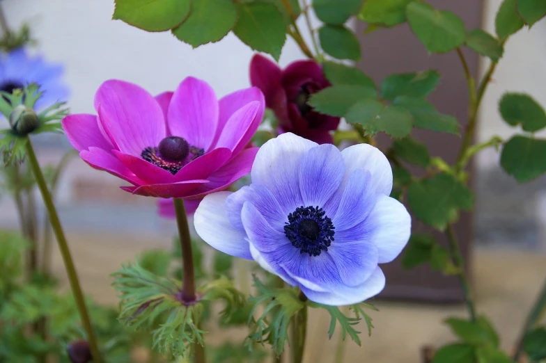 a couple of purple and white flowers sitting next to each other, flickr, romanticism, anemone, blue and pink colors, beautiful flower, three colors