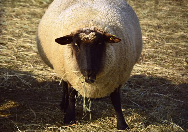 a sheep that is standing in the grass, a portrait, by Robert Brackman, shutterstock, fine art, taken in 1 9 9 7, mowing of the hay, ready to eat, full subject shown in photo