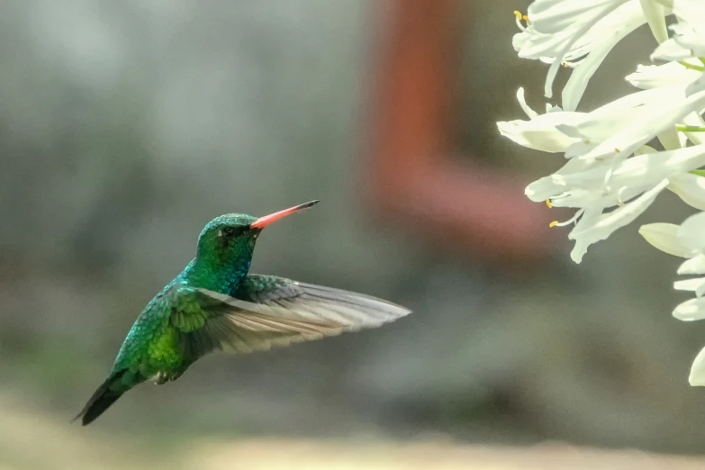 a hummingbird flying next to a white flower, by Juergen von Huendeberg, flickr, arabesque, quetzal, hdr detail, scarlet emerald, 4 k detail