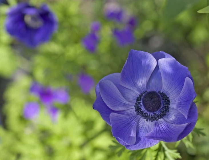 a close up of a blue flower in a field, a portrait, by Jan Rustem, anemones, second colours - purple, cottagecore flower garden, worms-eye-view