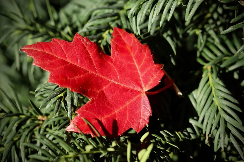 a red leaf sitting on top of a green tree, hurufiyya, photograph credit: ap, istock, black fir, burst of colour