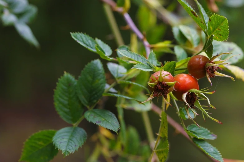 a close up of a bunch of fruit on a tree, by Dietmar Damerau, pixabay, romanticism, rose-brambles, wild foliage, avatar image, 2 years old