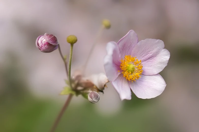 a close up of a flower with a blurry background, a macro photograph, by Charmion von Wiegand, romanticism, anemones, sakura flower, smooth tiny details, highly detailed composition