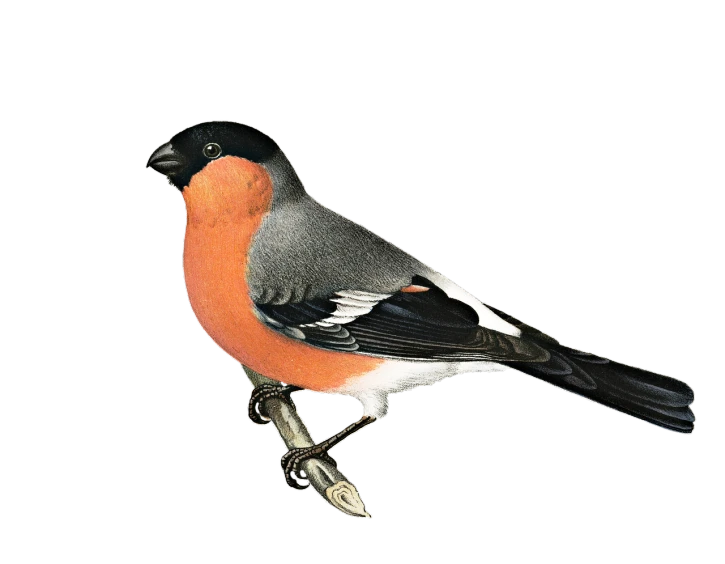 a bird that is sitting on a branch, featured on zbrush central, sōsaku hanga, dark orange black white red, photoreal”, 2 0 1 0 photo, rounded beak