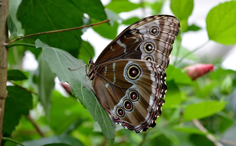 a close up of a butterfly on a leaf, by Edward Corbett, flickr, renaissance, large grey eyes, by greg rutkowski, blue scales with white spots, beautiful opened wings