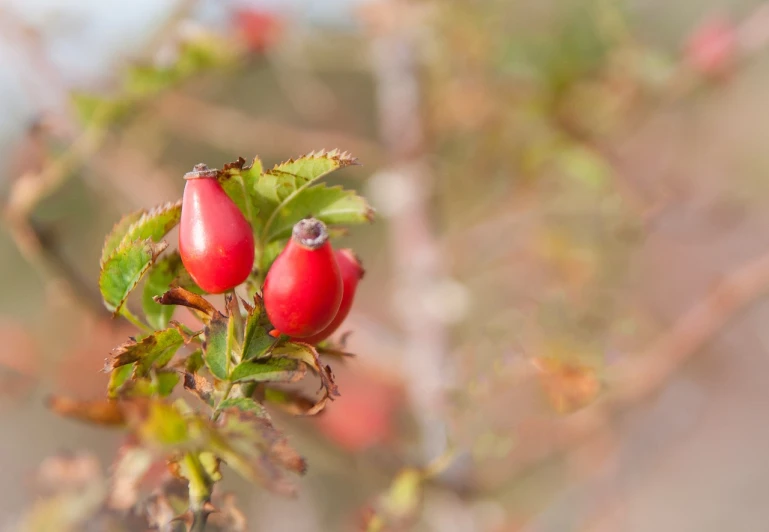 a close up of some red berries on a tree, a digital rendering, by Maeda Masao, pexels, romanticism, photo of a rose, autumn colours, ultra shallow depth of field, injured