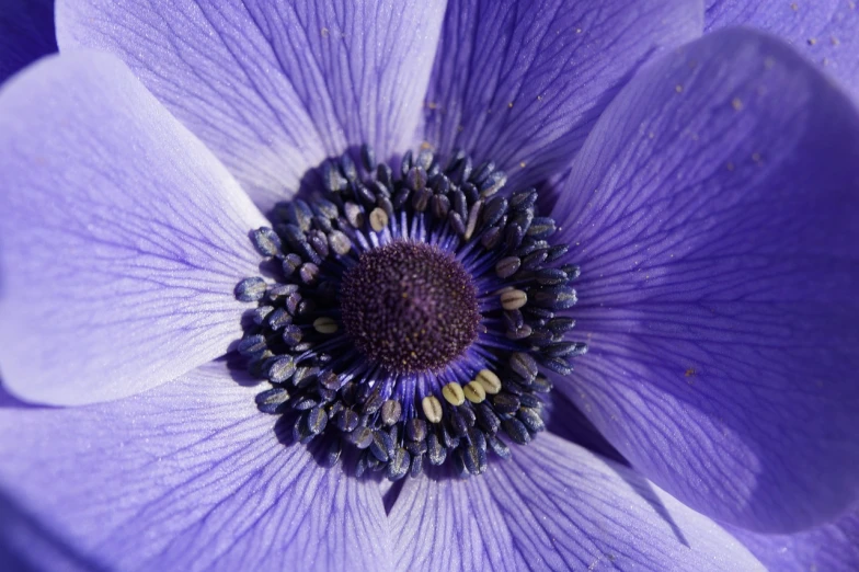 a close up view of a purple flower, by Robert Brackman, flickr, anemones, blue hues, intense detail, hoog detail