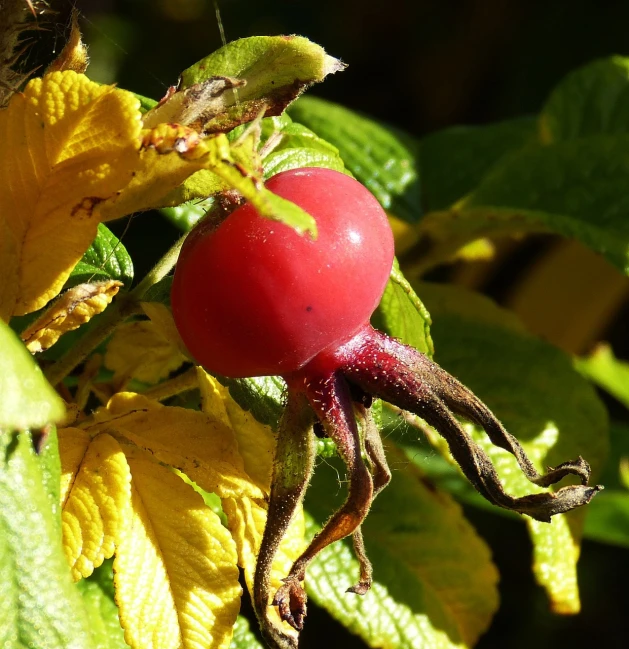 a close up of a fruit on a tree, by Robert Brackman, flickr, rose-brambles, fuchsia, autumn colours, in the sun