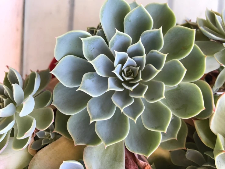 a close up of a bunch of succulents, arabesque, centered shoulders up view, short light grey whiskers, intricate! organic, rosette