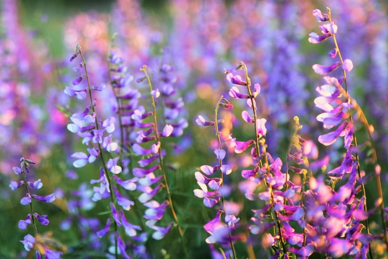 a field full of purple and white flowers, flickr, romanticism, at golden hour, pink and purple, “ iron bark, blue delphinium