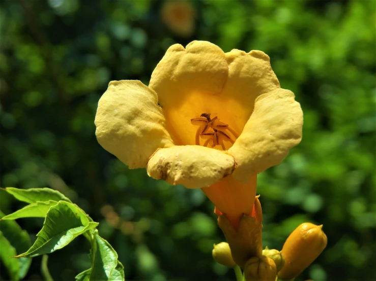 a yellow flower with a spider inside of it, romanticism, bells, hibiscus, 1 0 8 0 p, carved