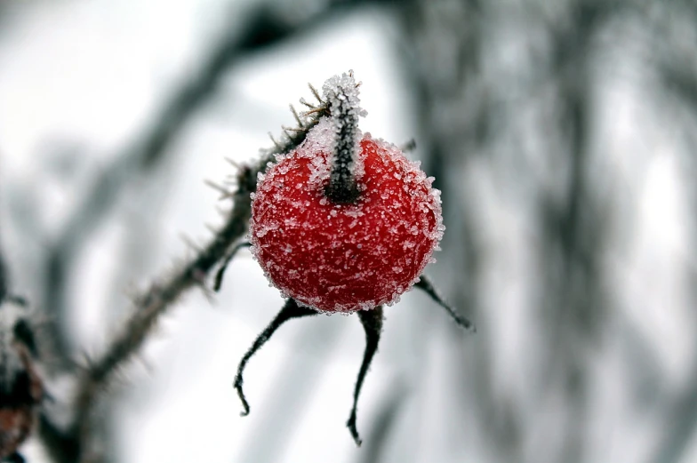 a close up of a fruit on a tree branch, inspired by Arthur Burdett Frost, flickr, romanticism, red round nose, alexey egorov, award - winning photo. ”