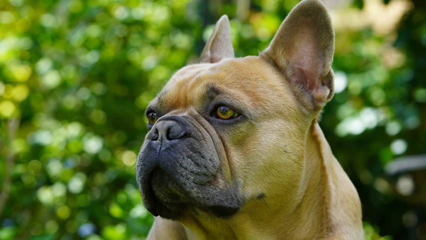 a close up of a dog's face with trees in the background, by Dietmar Damerau, shutterstock, renaissance, french bulldog, wrinkles and muscles, portrait n - 9, shaded