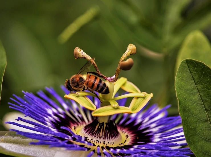 a bee sitting on top of a purple flower, a macro photograph, by Robert Brackman, hurufiyya, passion flower, various posed, photo taken from behind, close up to a skinny