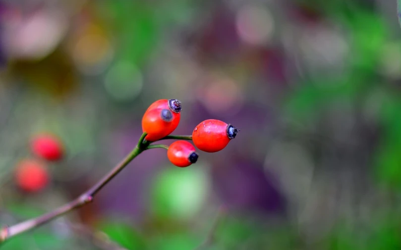 a close up of some red berries on a tree, a macro photograph, by Jan Rustem, pixabay, naturalism, trio, full of colour 8-w 1024, blurry photography, dead fruits