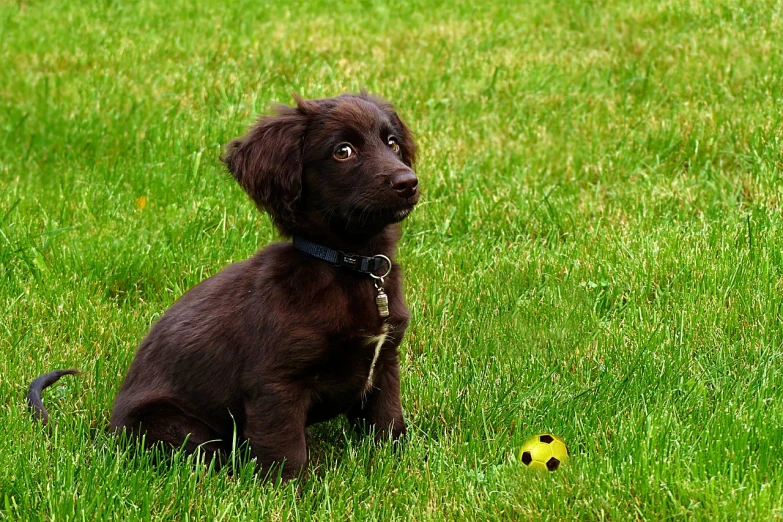 a brown dog sitting on top of a lush green field, a photo, pixabay, ball, one black, puppy, very sharp photo
