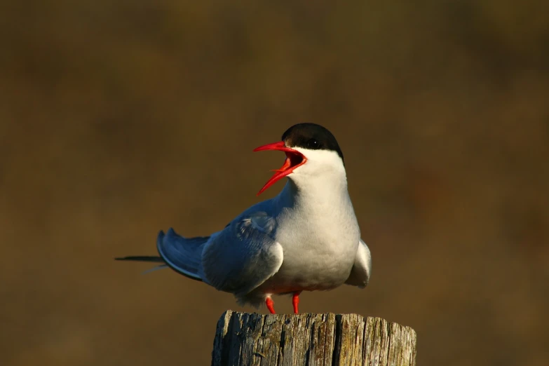 a bird sitting on top of a wooden post, by Juergen von Huendeberg, shutterstock, red eyed, talking, very sharp photo, new mexico