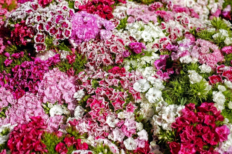 a close up of a bunch of pink and white flowers, by Louis Schanker, pexels, flowerbeds, vivid colors!!, paisley, carnation
