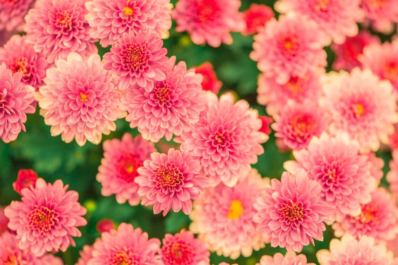 a close up of a bunch of pink flowers, a picture, by Josef Dande, chrysanthemums, garden flowers pattern, warm and vibrant colors, fujicolor sample