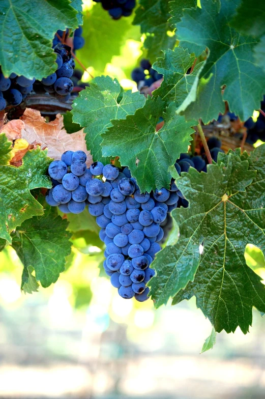 a bunch of blue grapes hanging from a vine, pixabay, renaissance, central california, 1 6 x 1 6, purple and red colors, taken with a pentax1000