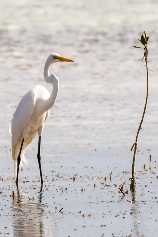 a white bird standing on top of a sandy beach, a portrait, by Linda Sutton, pixabay, hurufiyya, located in a swamp at sunrise, large tail, heron prestorn, white male