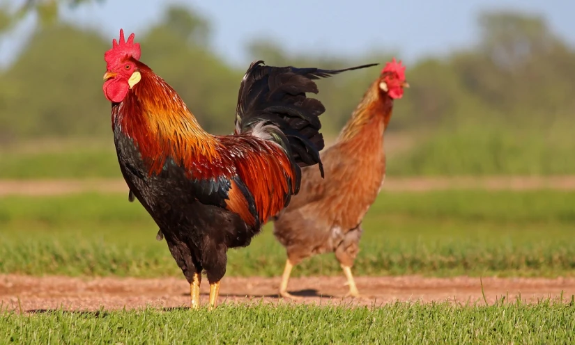 a couple of chickens standing on top of a grass covered field, a picture, by Jan Tengnagel, shutterstock, texas, red feathered wings, side profile shot, ultra-wide shot