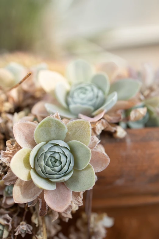 a close up of a bunch of flowers in a vase, inspired by Frederick Goodall, pexels, peyote cactus desert, rustic and weathered, no blur dof bokeh, planters