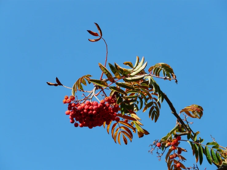 a bird sitting on top of a branch of a tree, a photo, hurufiyya, wild berries, blue sky, blood red leaves, pyromallis rene maritte