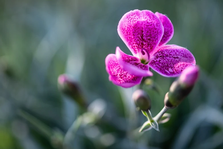 a close up of a flower with a blurry background, a portrait, by Etienne Delessert, overgrown with puffy orchids, shallow depth of field hdr 8 k, post processed 4k, magenta