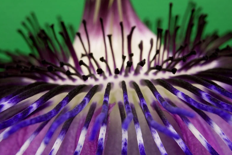 a close up of a purple flower on a green background, by Jan Rustem, flickr, intricate hyper detail, clematis in the deep sea, 15mm wide angle close up, spines