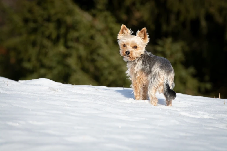 a small dog is standing in the snow, figuration libre, yorkshire terrier, high res photo