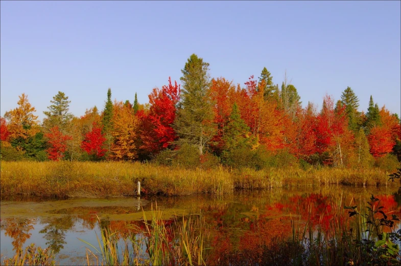 a body of water surrounded by tall grass and trees, inspired by Tom Thomson, flickr, red trees, breathtaking colors, color footage, michigan