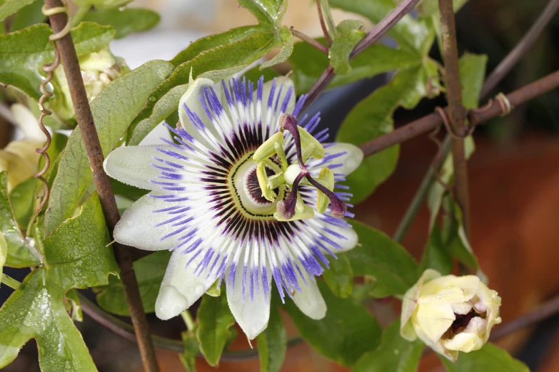 a close up of a flower on a plant, arabesque, passion fruits, dominant wihte and blue colours, at home, glazed