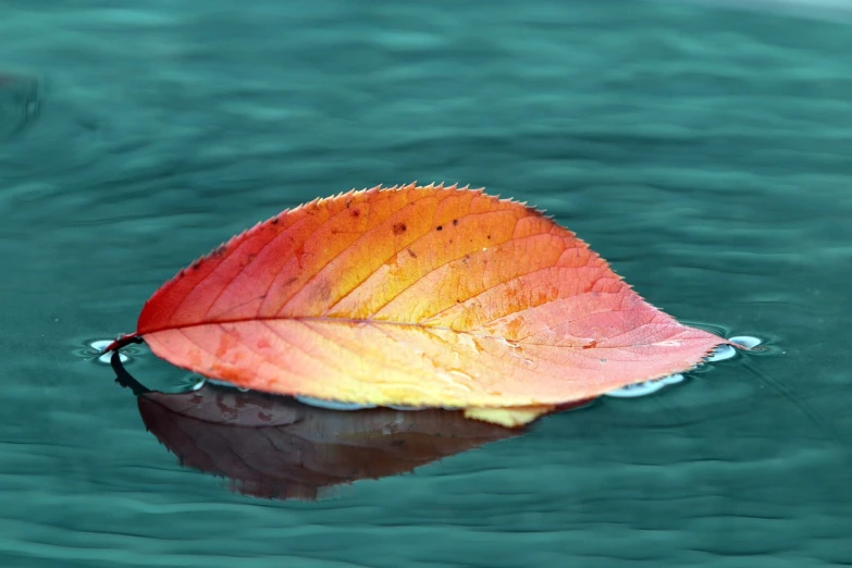 a leaf floating on top of a body of water, a picture, full of colour w 1024, wallpaper - 1 0 2 4, highly detaild, red water