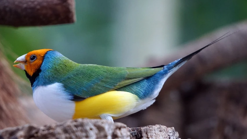 a colorful bird sitting on top of a tree stump, flickr, blue and yellow fauna, bottom body close up, wallpaper - 1 0 2 4, coloured