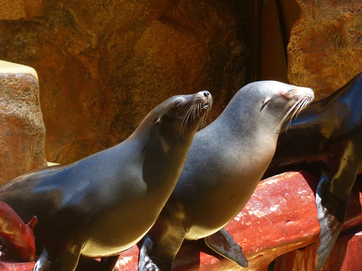 a couple of sea lions standing next to each other, flickr, romanticism, watch photo, great light and shadows”, shiny skin”, slice of life”