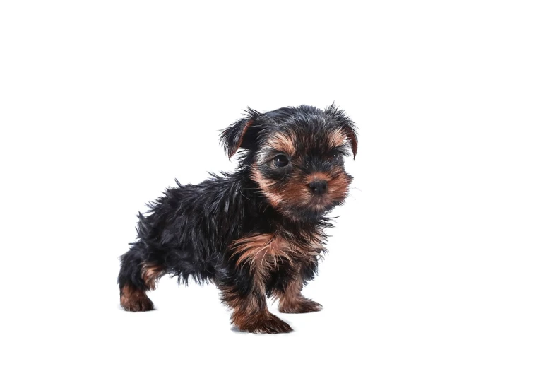 a small black and brown dog standing on a white surface, by Samuel Scott, shutterstock, renaissance, yorkshire terrier, puppies, hq print, puddles