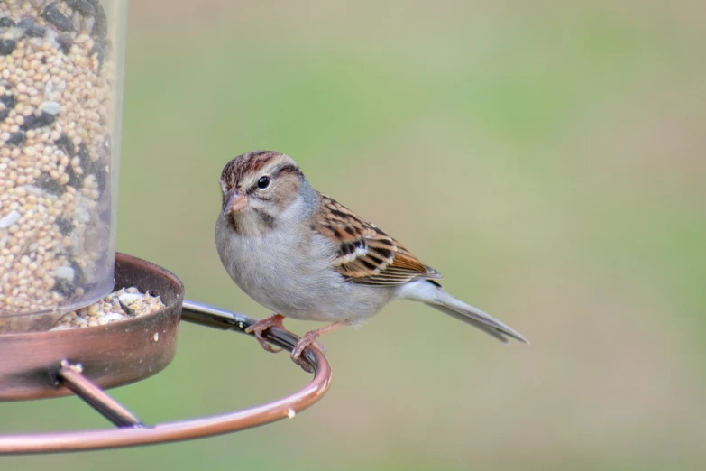 a small bird sitting on top of a bird feeder, by Linda Sutton, sparrows, 1 female, iu, full body shot close up