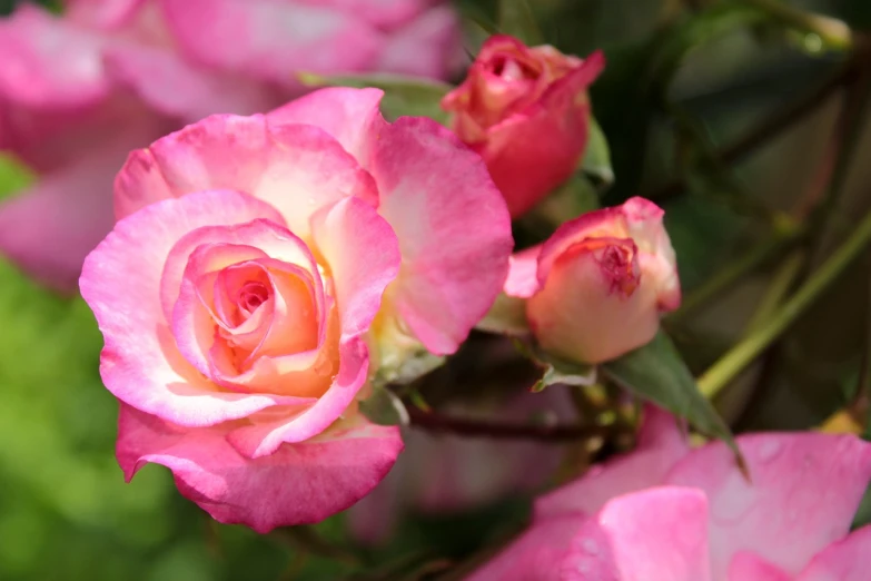 a close up of a pink rose with green leaves, rumble roses, pink and yellow, with god blushing, award - winning