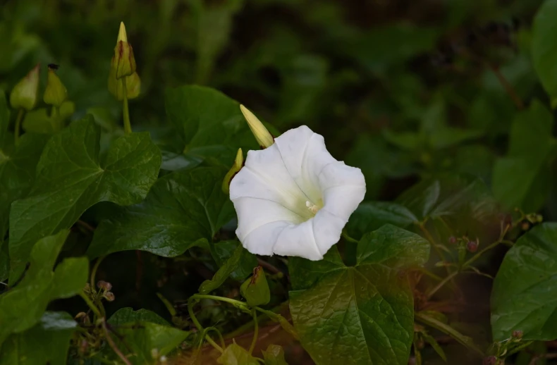 a white flower sitting on top of a lush green field, inspired by Carpoforo Tencalla, flickr, hurufiyya, morning glory flowers, ivy, flora-lush-crater, bells