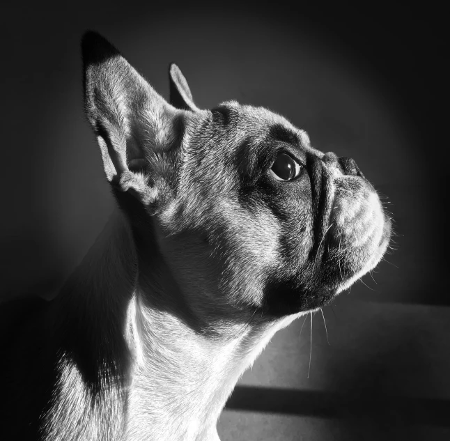 a black and white photo of a dog, inspired by Peter Basch, pixabay contest winner, photorealism, french bulldog, with backlight, looking from side!, rendered in corona