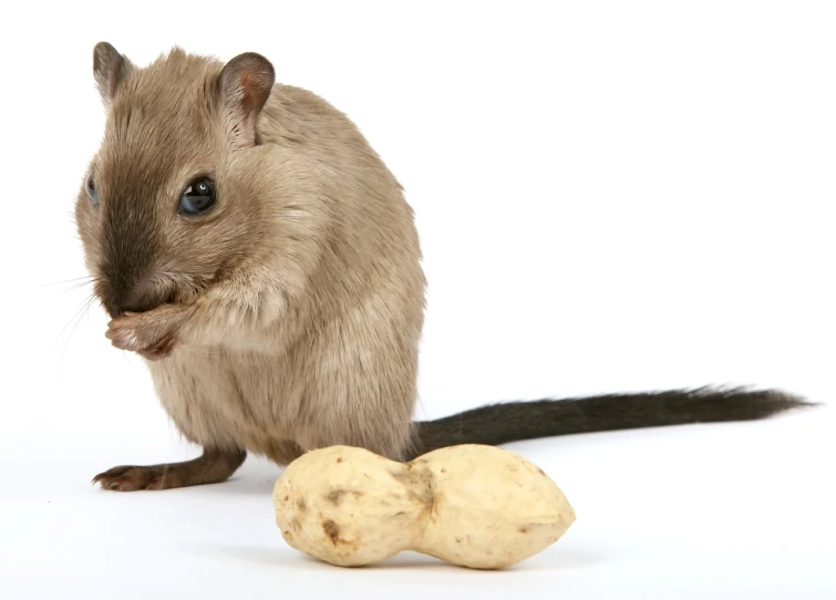 a small rodent standing next to a pile of potatoes, shutterstock, elephant shrew, taxidermy, eating rotting fruit, mouse photo