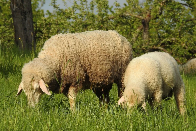 a couple of sheep standing on top of a lush green field, a picture, pixabay, figuration libre, closeup at the food, hd footage, italian, bending over