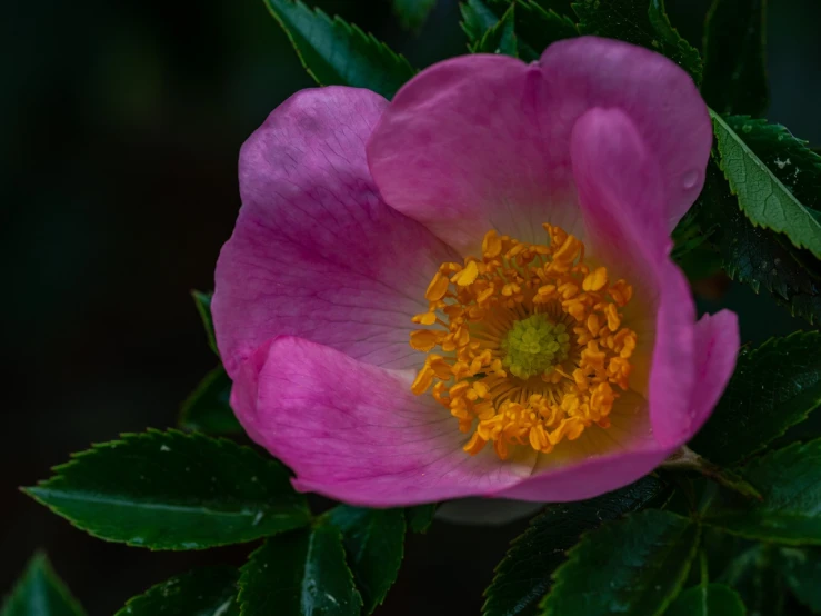 a close up of a pink flower with green leaves, a portrait, by Jan Rustem, melanchonic rose soft light, pink and yellow, various posed, manuka