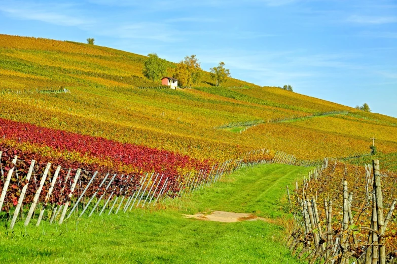 a field filled with lots of green grass next to a wooden fence, by Karl Hofer, shutterstock, color field, vines on the walls, during autumn, pur champagne damery, house on a hill