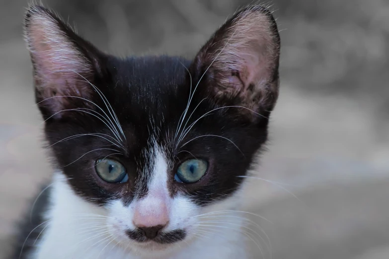 a black and white kitten with blue eyes, a portrait, by Tom Carapic, flickr, with pointy ears, closeup 4k, serious business, professional closeup photo