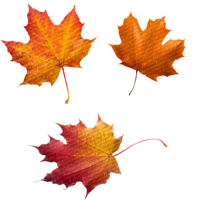 three different colored leaves on a black background, a digital rendering, canadian maple leaves, front back view and side view, faded red and yelow, full subject shown in photo