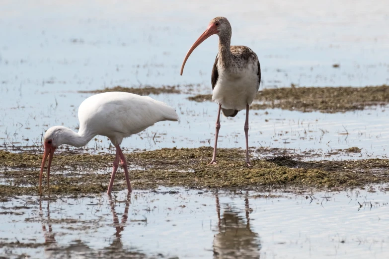 a couple of birds that are standing in the water, a portrait, flickr, mingei, loosely cropped, birds are all over the ground, carson ellis, crane