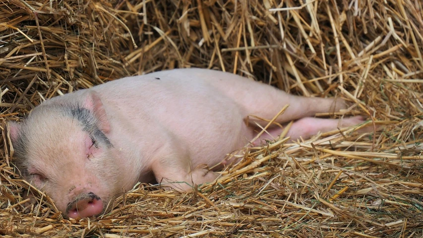 a small pig laying on top of a pile of hay, a picture, pixabay, renaissance, shiny white skin, profile picture 1024px, male emaciated, laying on her back